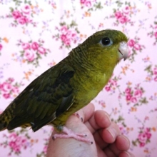 ちょっとツンデレ系のタイプっ　サザナミインコ（ノーマル）です！
