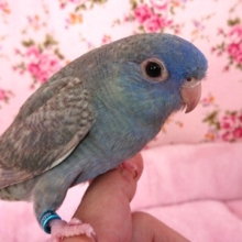 青みがキレイです☆サザナミインコ（ブルー系）～～