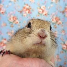 むっちむちで可愛いお顔～そして馴れてます！！リチャードソンジリス☆