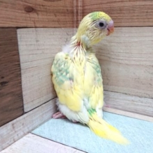 一目ぼれ覚悟！！の　セキセイインコ（パステルレインボー）☆
