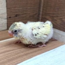 人気の高いセキセイインコ（クリーム系ハルクィン）！！！