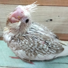ｷﾚｲな色白フェイス　オカメインコ（ホワイトフェイス～～