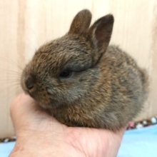 最新画像あります。手のひらサイズのドワーフラビット！これからの成長、楽しみです♪