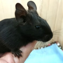ブラックデグー入舎中！