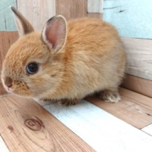 そーっと撫でてもらえます？？ミニウサギいますよっ！