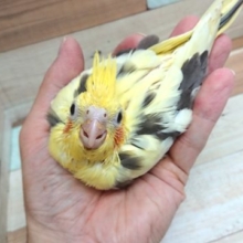 上目遣いが。。ポイントです☆　オカメインコ（パイド）～～