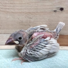 大人気です！シルバー文鳥☆～～