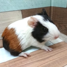 手のひらサイズ☆イングリッシュモルモット、来ましたよ～♪