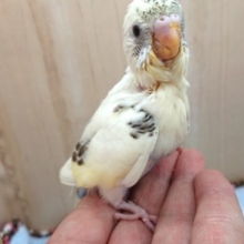 最新画像になります☆　２０２０　１０月２４日撮影　レアカラーです！！セキセイインコ（４色ハルクィン）～～！！