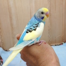 最新画像になります☆２０２０　１０月２４日撮影　ちょっと変わった「パイドカラー」のセキセイインコです！