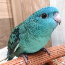久しぶりのヒナです！しかもブルー♬　サザナミインコ来ました！
