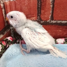 さっぱりしたカラーと性格？？セキセイインコ（スパングルｘパイド）