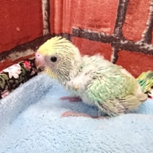 ぽやぽや綿毛の可愛いコ！セキセイインコ（レインボースパングル）☆☆