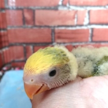 久しぶりです！コザクラインコ（タイガーチェリー）～～