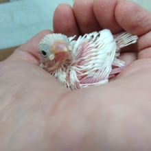 白さがｽﾃｷです！白文鳥、お待たせしました！！