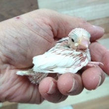 お待たせいたしました！白文鳥のヒナでｺﾞｻﾞｲﾏｽ！！