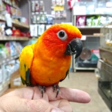 実は。。甘々さんです　コガネメキシコインコ～～