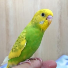 最新画像になります☆　２０２０　１０月２９日撮影☆　パらららぁ～～♬キレイな羽☆セキセイインコ（スパングルパイド）！！