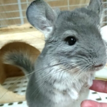主張はハッキリ系～チンチラ（バイオレット）～～