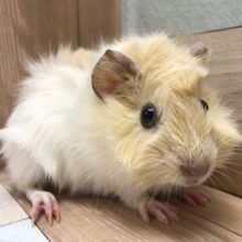 カフェオレ！？巻毛モルモットちゃん〜♥