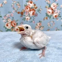 手乗り白文鳥  ヒナ  10月15日