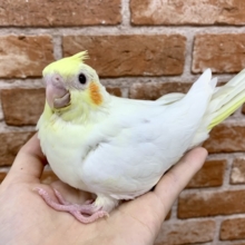 手乗りオカメインコ  ルチノー  10月1日
