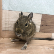 なでなで大歓迎〜！デグーちゃん♥
