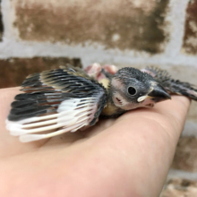 飛行機ポーズ！？桜文鳥ヒナ〜！◎