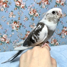 手のりオカメインコ  ホワイトフェイスパイド  10月31日