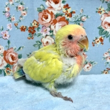 手乗りコザクラインコ  ゴールデンチェリー  ヒナ  10月8月