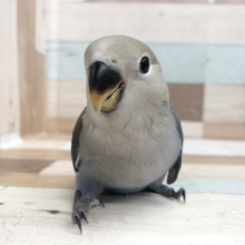 超ホヤホヤ最新画像★カメラ目線！コザクラインコヒナ(バイオレット)