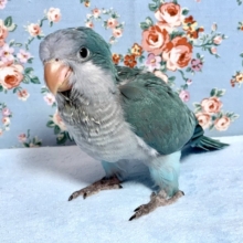手乗りオキナインコ  ブルー(バイオレット系)  ヒナ  10月6日