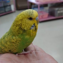 頭もっふもふ！最新画像です！ジャンボセキセイインコ 2020 10月13日撮影