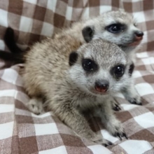 ミーアキャット入舎中！