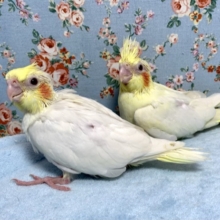 手乗りオカメインコ  ヒナ  10月3日