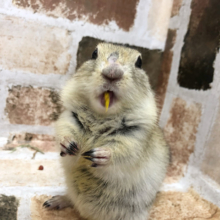 おやつで綱引き大会！？リチャードソンジリスちゃん〜♪
