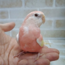 メロメロ〇風！ローズアキクサインコ ルビノー その１ 2020年10月30日