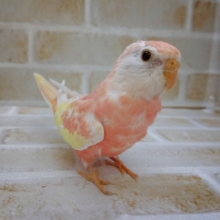 ハニーフ〇ッシュ！　ローズアキクサインコ ルビノー　その2　2020年10月09日