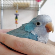 安心サイズです！手のりオキナインコ（ブルー）