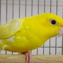 元気が出る‼　ビタミンカラー　サザナミインコ　ルチノー