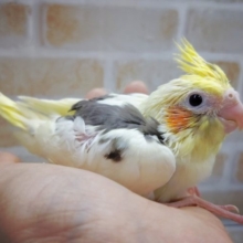 世界に一つだけの模様！オカメインコ☆パイド 2020年10月24日