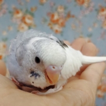 クッキリカラーが綺麗！セキセイインコ☆パイド 2020年10月25日