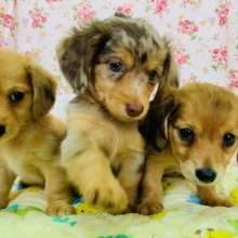 チワックス3兄弟が来ました♪