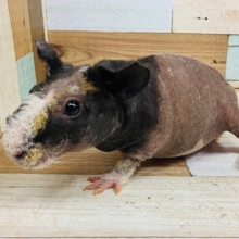 キューキュー鳴く姿が可愛い♡スキニーギニアピッグちゃん！