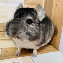 ツンデレ系？！チンチラちゃん♪