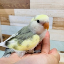 羽根が生えそろいました！可愛らしさ＆シブさのコザクラインコ（モーブパイド）
