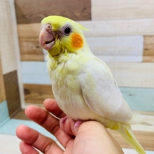 羽根が生えそろいました！むっちりオカメインコ♪