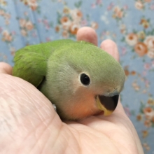 小桜インコ（ノーマル）　２０２０年８月生まれ