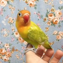 ヤマブキボタンインコ（男の子）　２０２０年６月生まれ