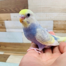 淡いカラーの不思議色！セキセイインコ（パステルレインボー）☆